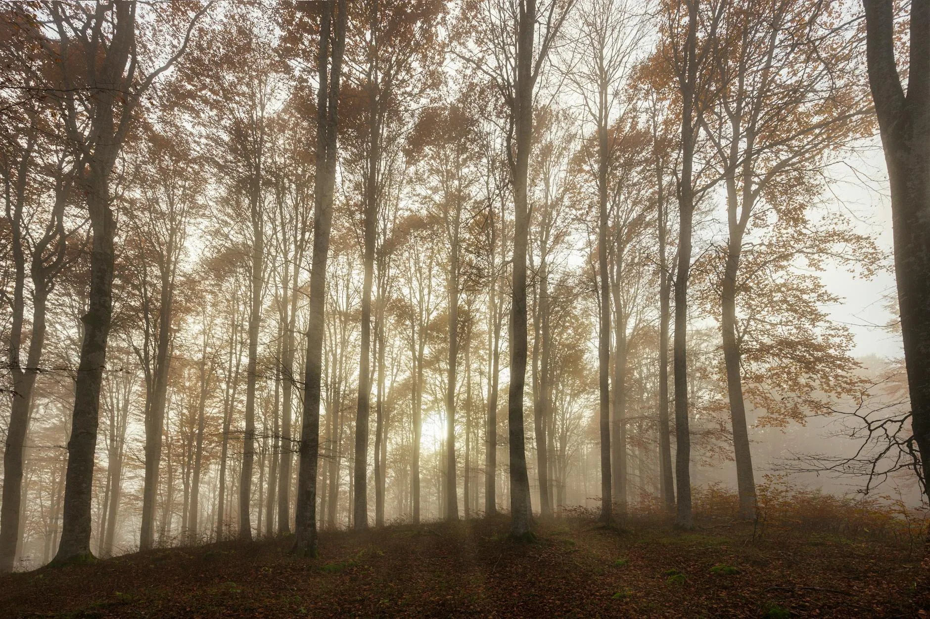 Jour 3 — Forêt Umbra et Monte Sant'Angelo