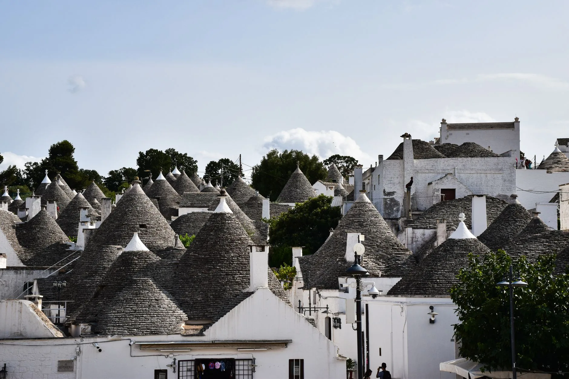 Route de campagne bordée d'oliviers entre les Pouilles et Matera